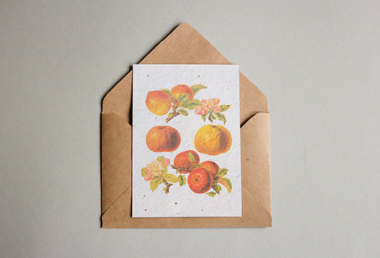 Postkarten aus Samenpapier Enzyklopädie Küche