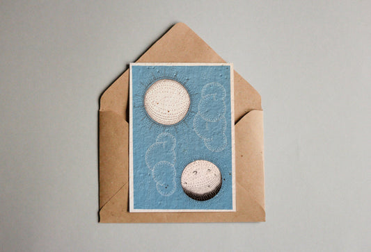 Postkarten aus Samenpapier - Simon Büchler