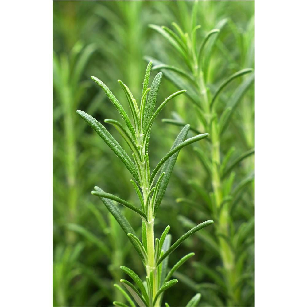 Haaröl Vitality Grow