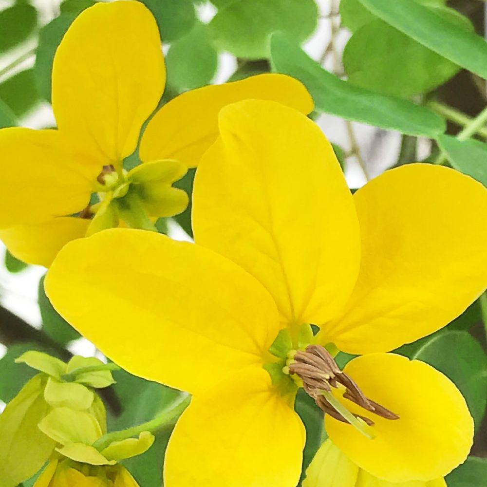 Pflanzenhaarfarbe Sonnenblond, 100 g