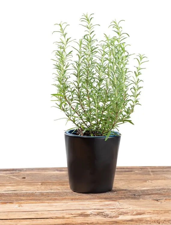 Wenko - Herb Pot Kuro Black - Stylish Ceramic Planter 🪴