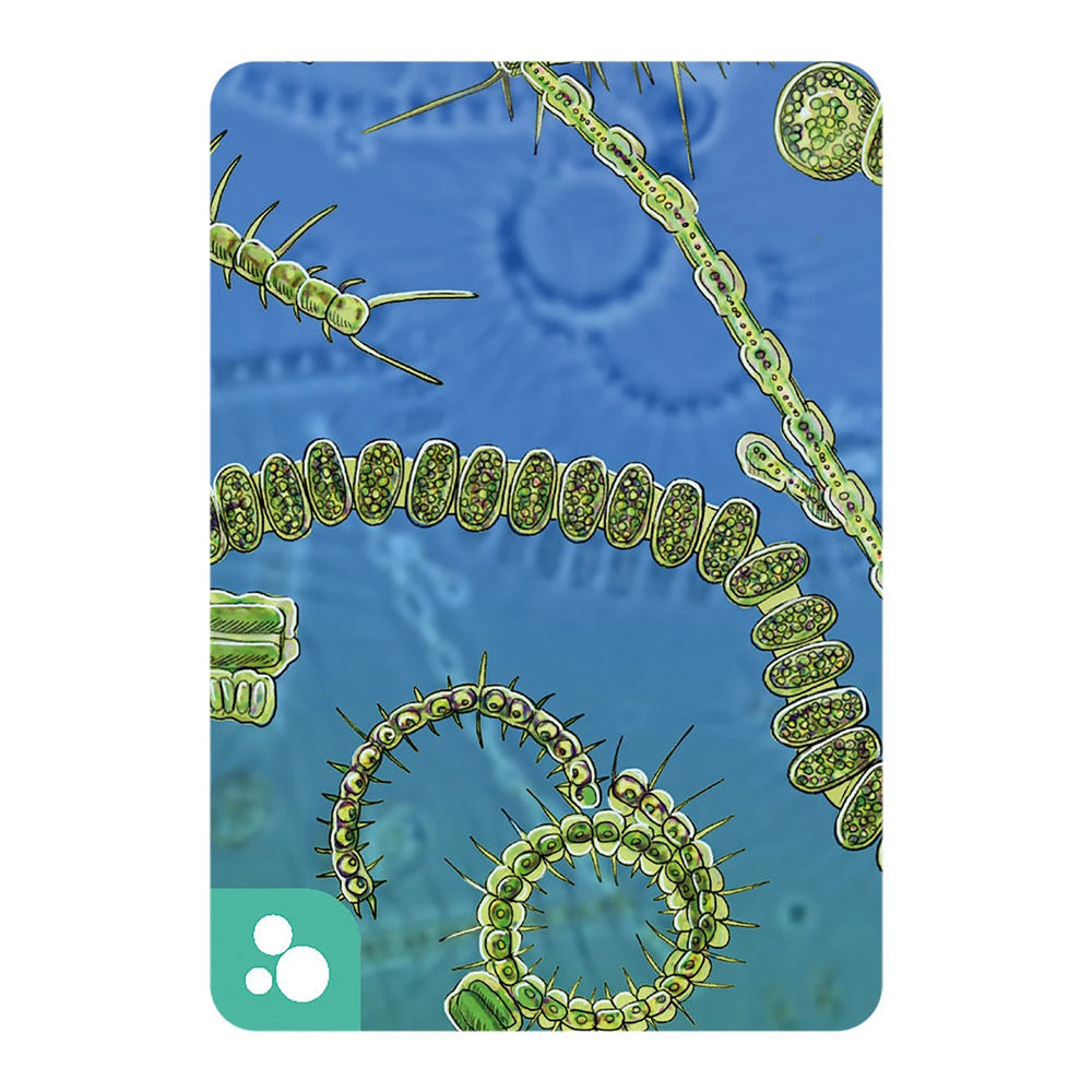 Écosystème Océan (f)