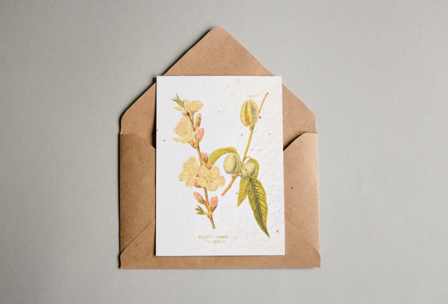 Postkarten aus Samenpapier Enzyklopädie - Seedpaper / Samenpapier - Speedjust Schweiz