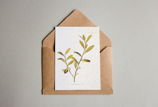 Postkarten aus Samenpapier Enzyklopädie - Seedpaper / Samenpapier - Speedjust Schweiz