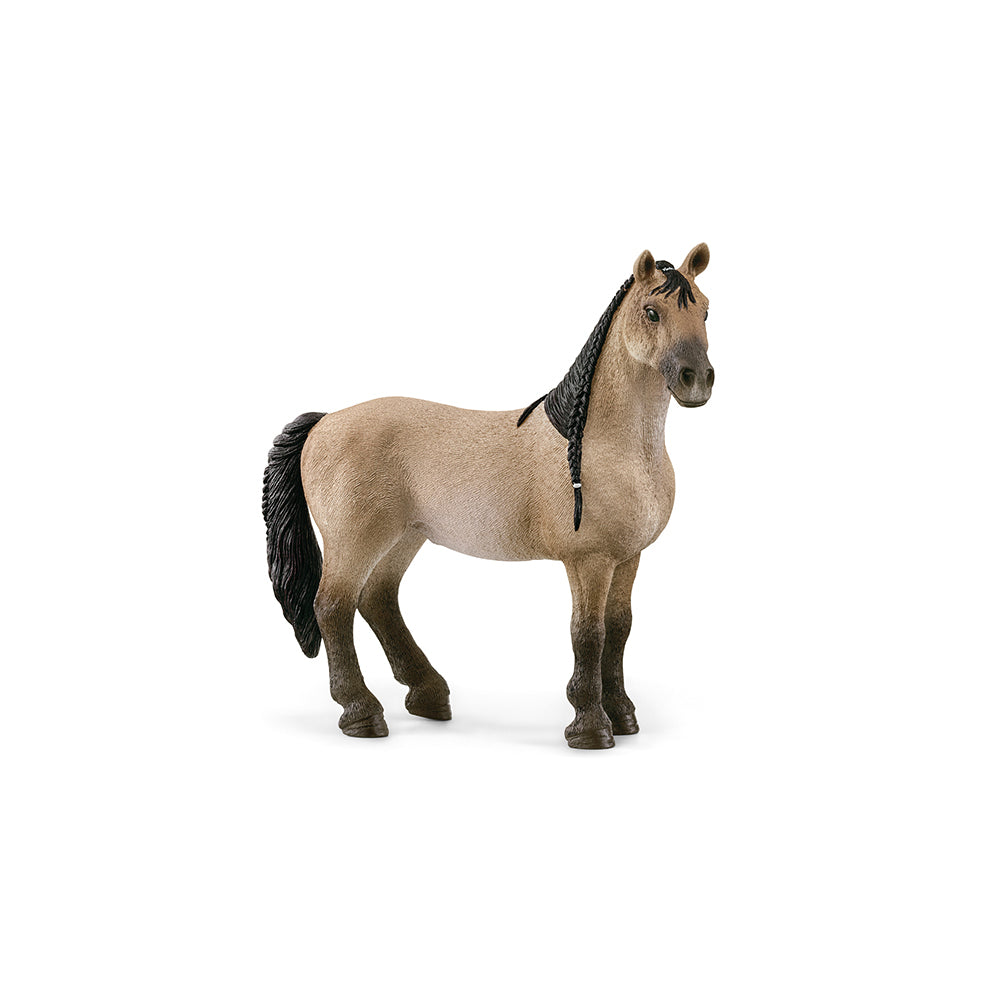 Criollo Definitivo mare