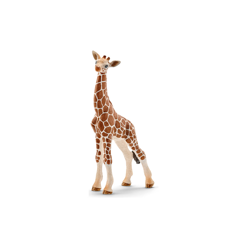 Cucciolo di giraffa