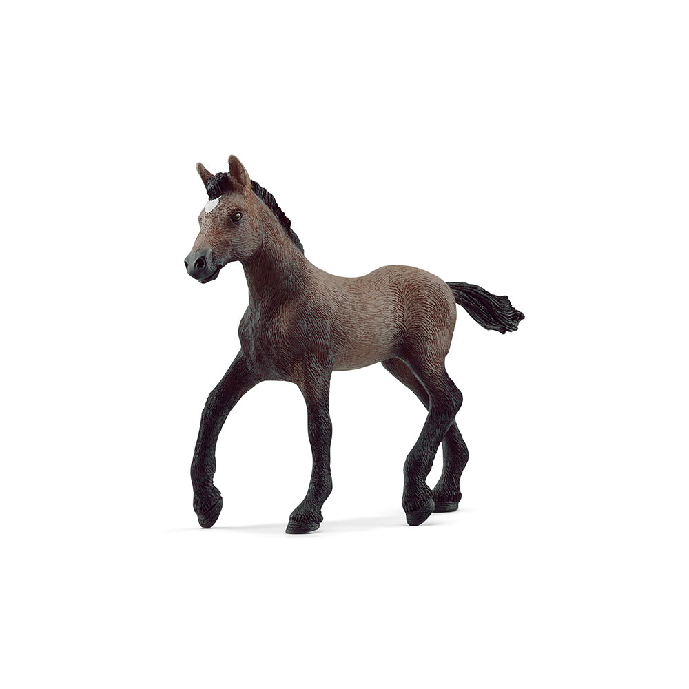 Puledro di Paso Peruano