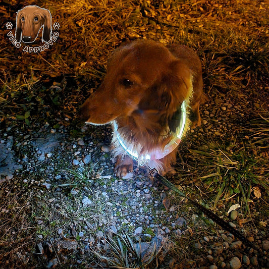 LED LightCollar