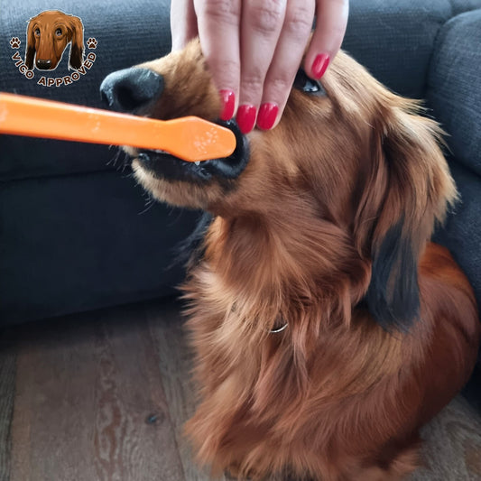 PawPerfect Haustier-Zahnbürste