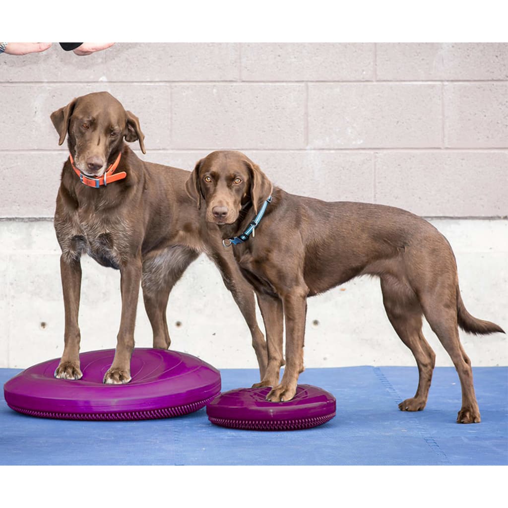 FitPAWS Balance-Scheibe für Haustiere 56 cm Razzleberry