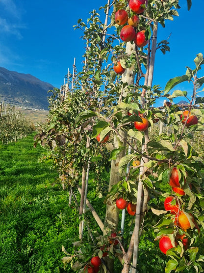 Cidrerie du Valais – Craft Demi-Sec Cider 33cl 🍏🍎 | 100% Natural, Sulfite-Free