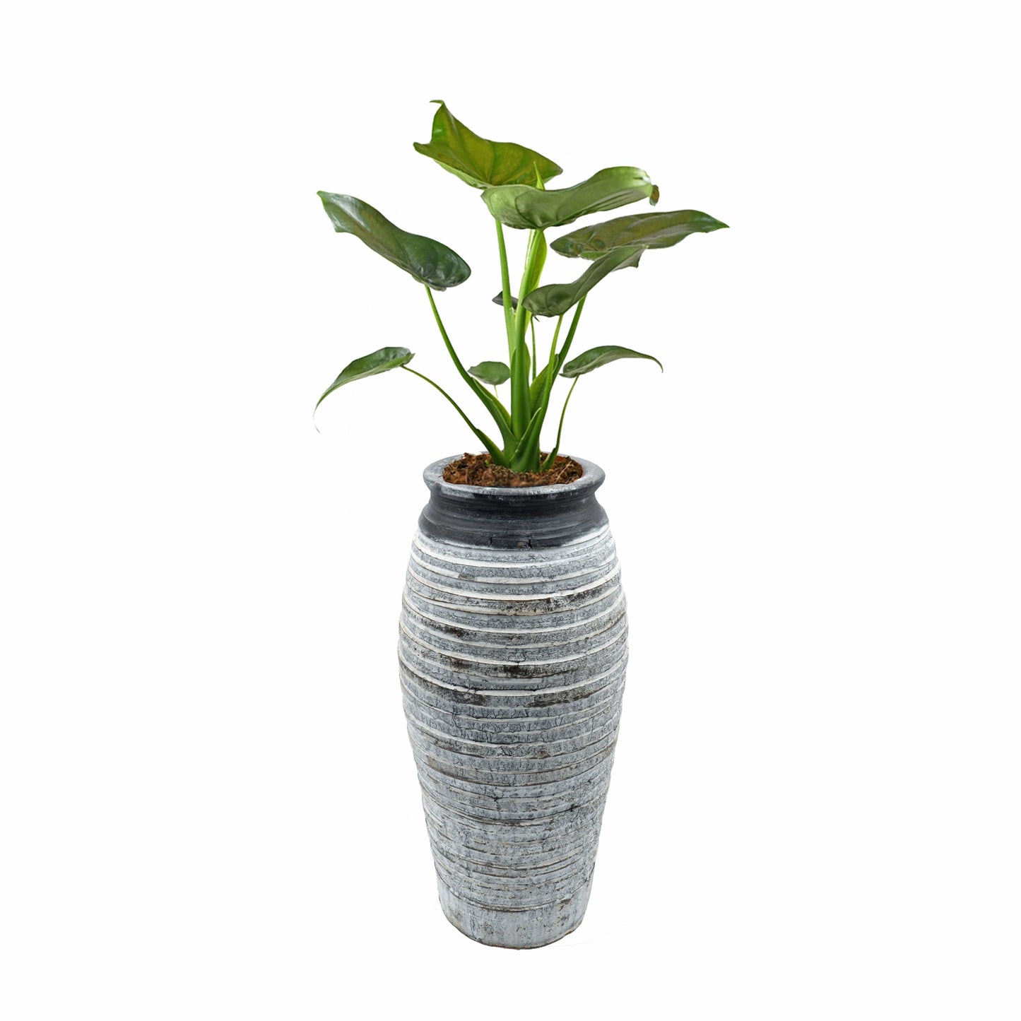 Lazaros Vase – 33 x 13 cm, zeitloses Dekorationsobjekt