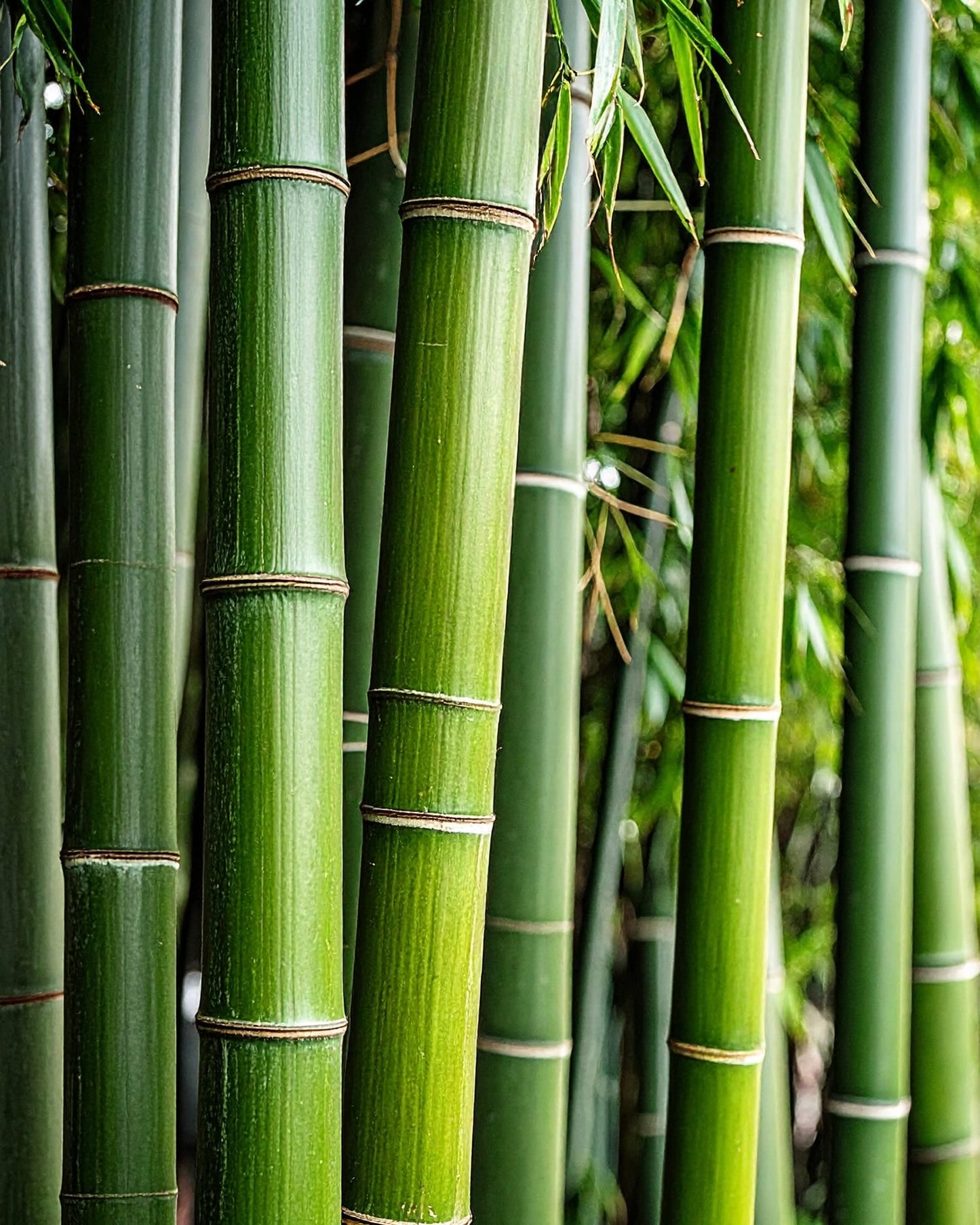 By Velcheva Raumduft Mikado Bamboo – 125 ml, Bambus, Lilie & Vanille