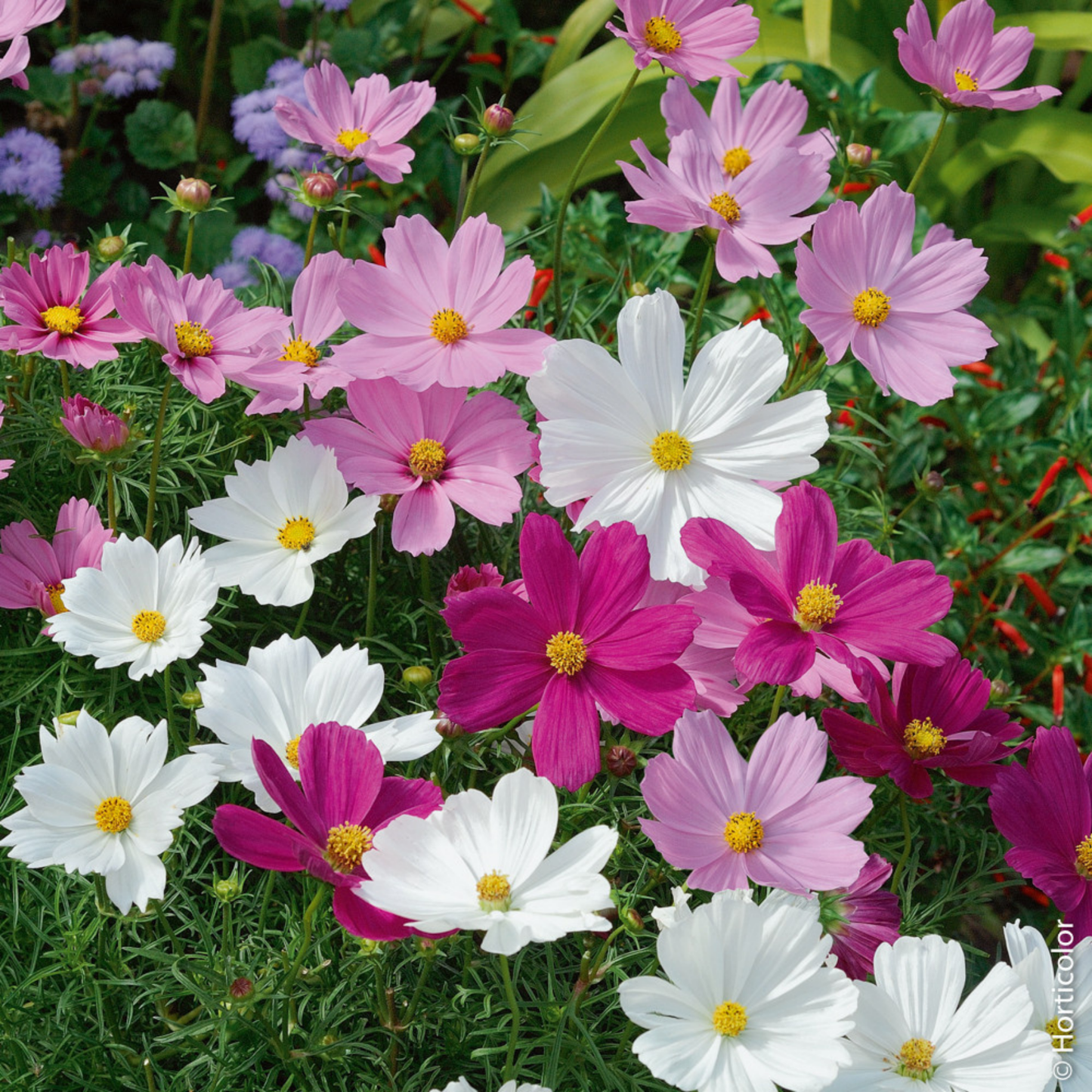 Cosmos Samen - Psyche Mix - Saatgut - Speedjust Schweiz