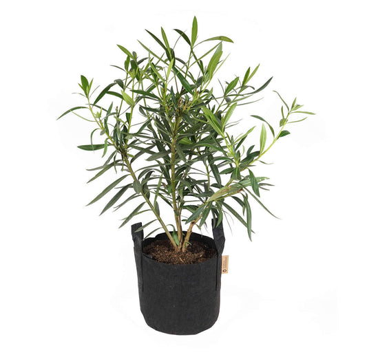 Pflanzsack - 16 Liter