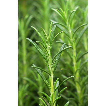 Haaröl Vitality Grow