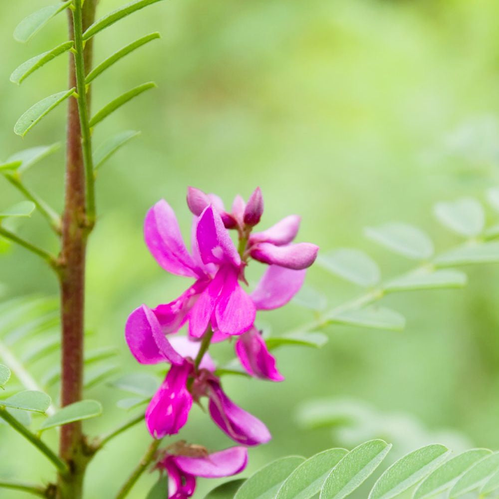 Pflanzenhaarfarbe Aschbraun, 100 g