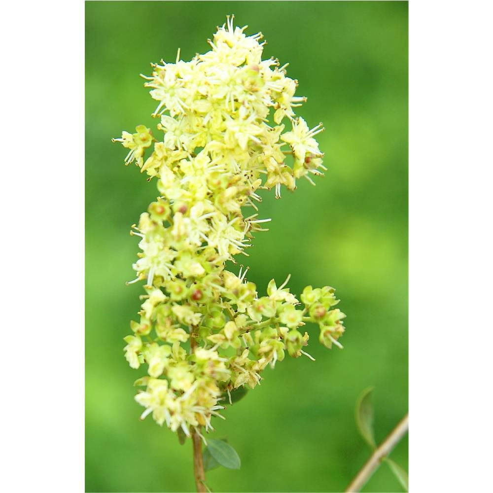 Pflanzenhaarfarbe Goldbraun, 100 g