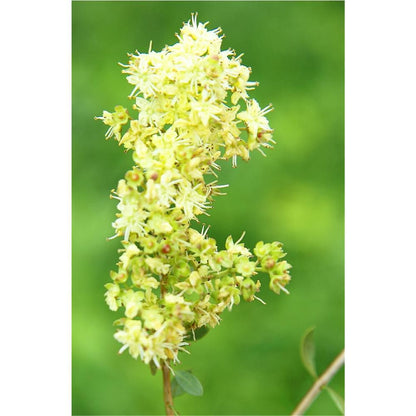 Pflanzenhaarfarbe Mittelbraun, 100 g