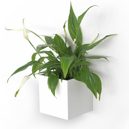 KalaMitica® Magnetwürfel "Kosmos"