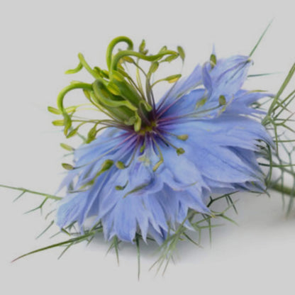 Huile de nigelle BIO pressée à froid - Pour corps et cheveux 50 ml - SOWÉ