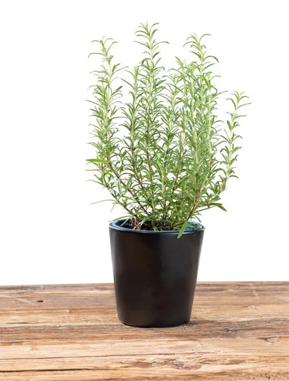 Wenko - Herb Pot Kuro Black - Stylish Ceramic Planter 🪴