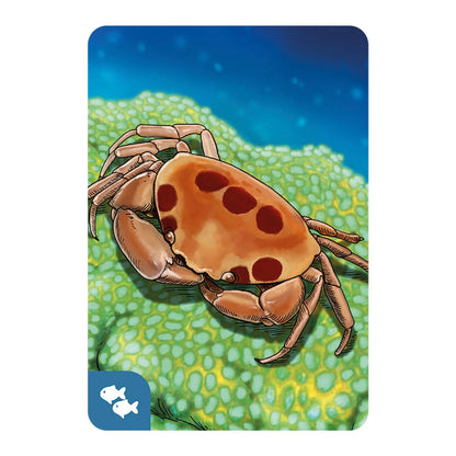 Écosystème Océan (f)