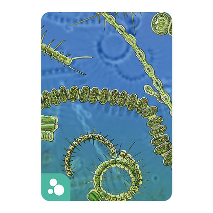 Écosystème Océan (f)