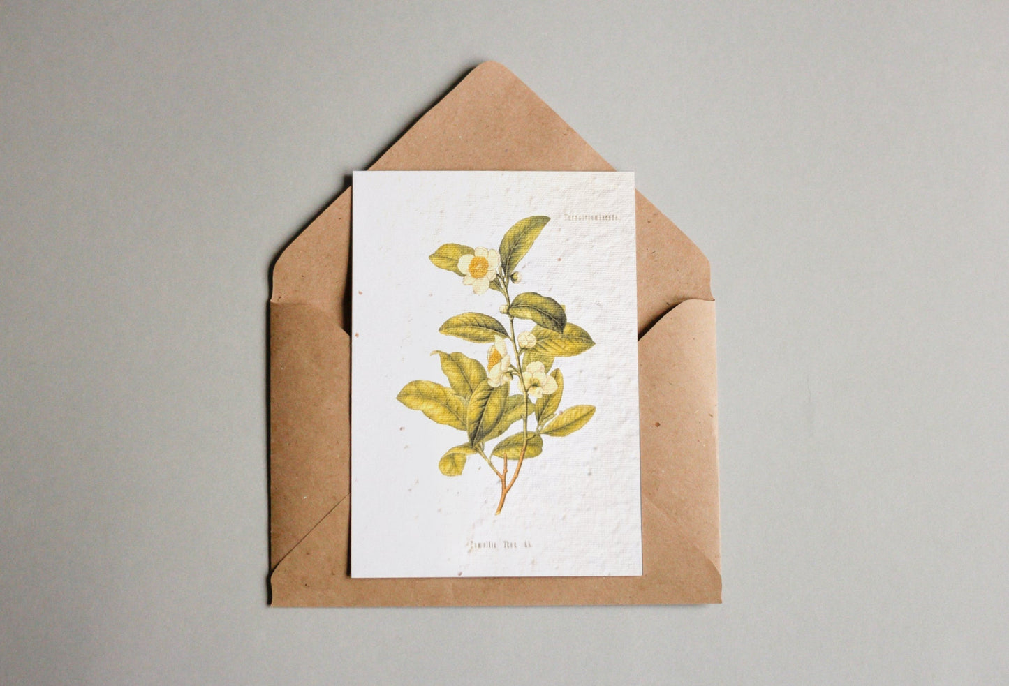 Postkarten aus Samenpapier Enzyklopädie - Seedpaper / Samenpapier - Speedjust Schweiz