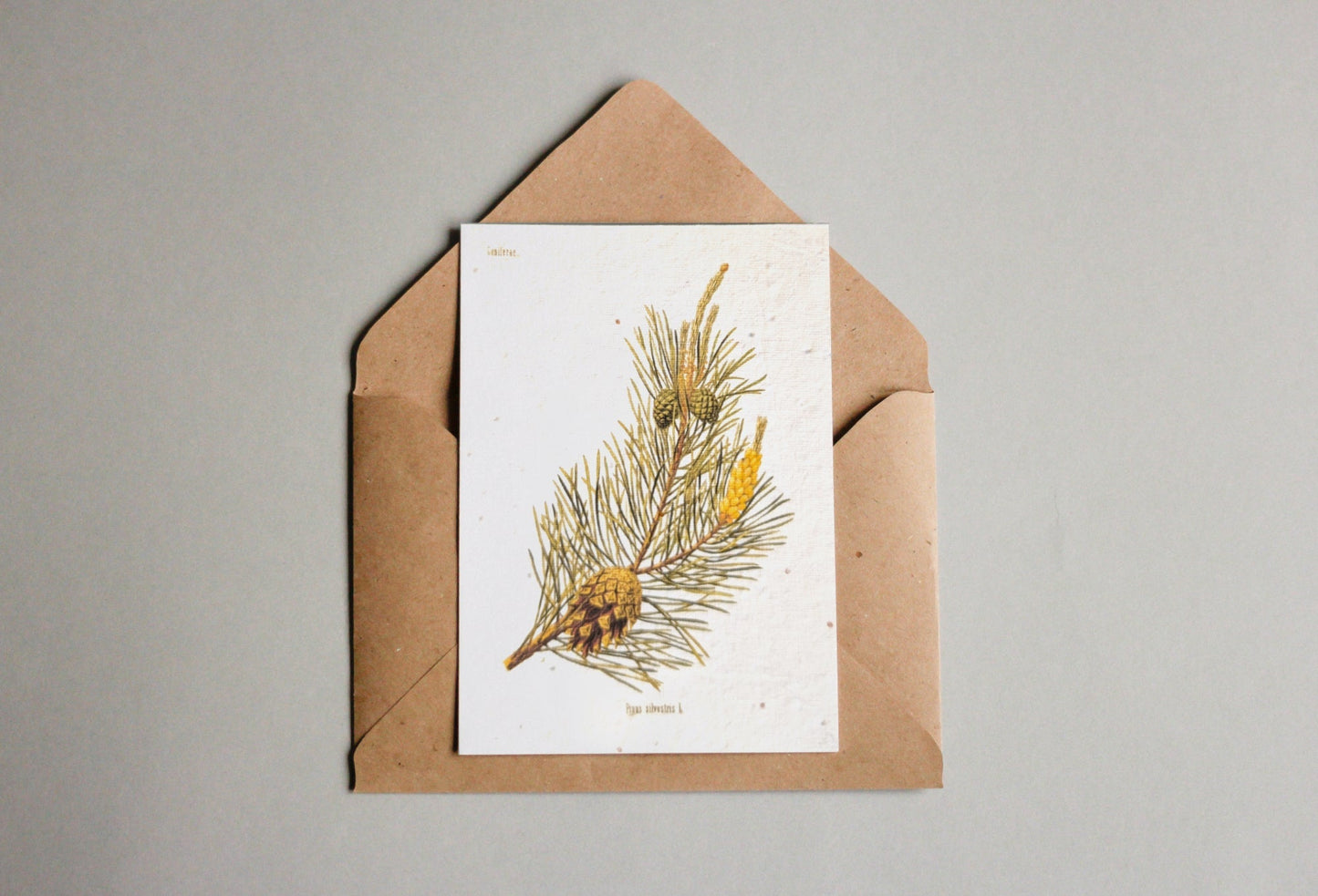 Postkarten aus Samenpapier Enzyklopädie - Seedpaper / Samenpapier - Speedjust Schweiz