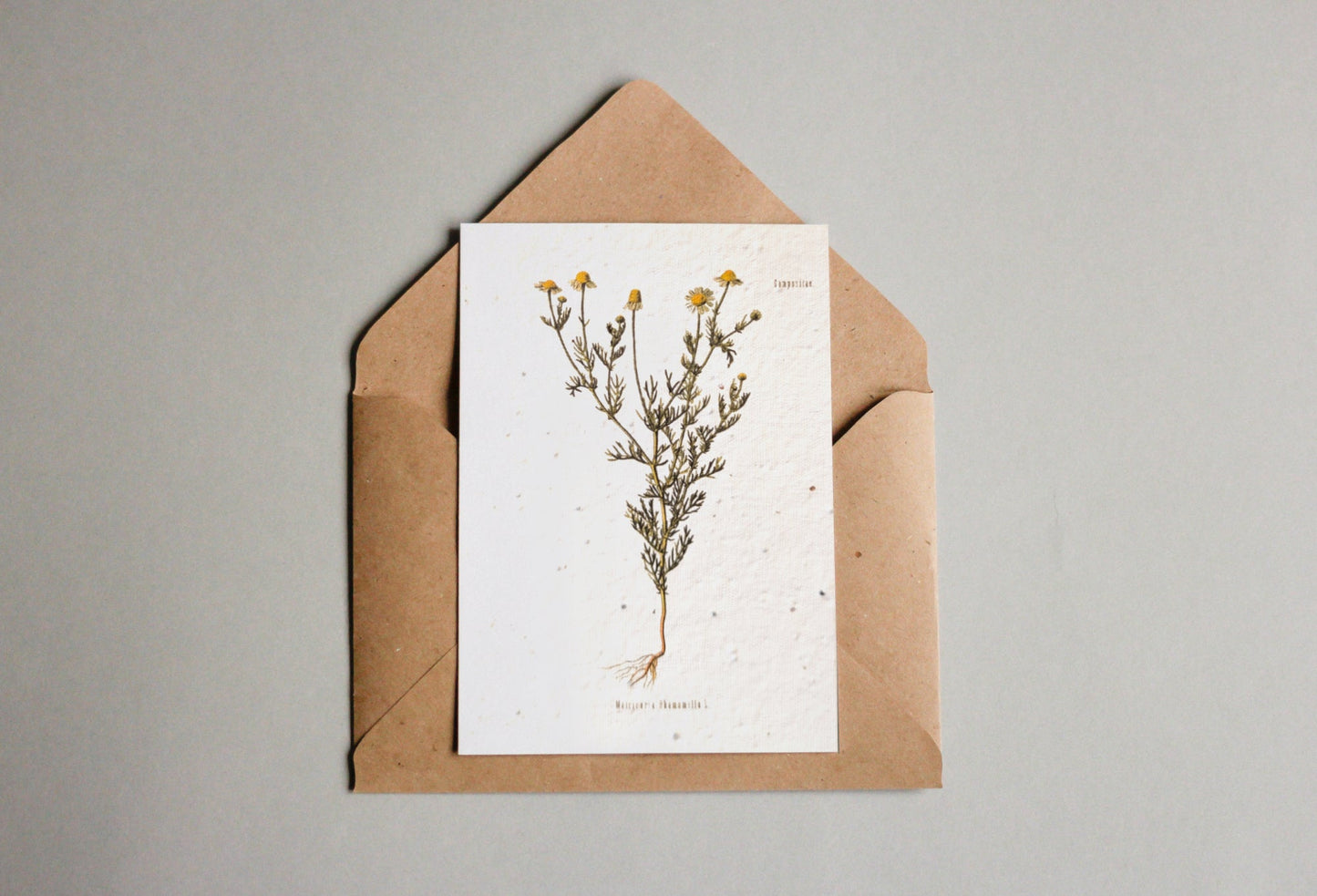 Postkarten aus Samenpapier Enzyklopädie - Seedpaper / Samenpapier - Speedjust Schweiz