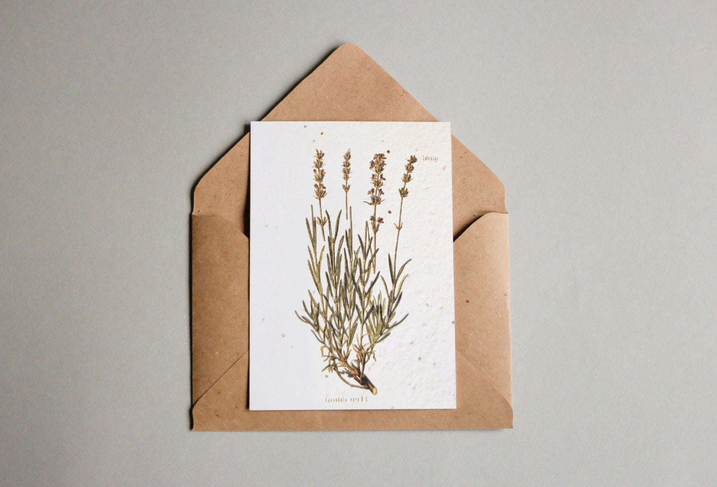 Postkarten aus Samenpapier Enzyklopädie - Seedpaper / Samenpapier - Speedjust Schweiz