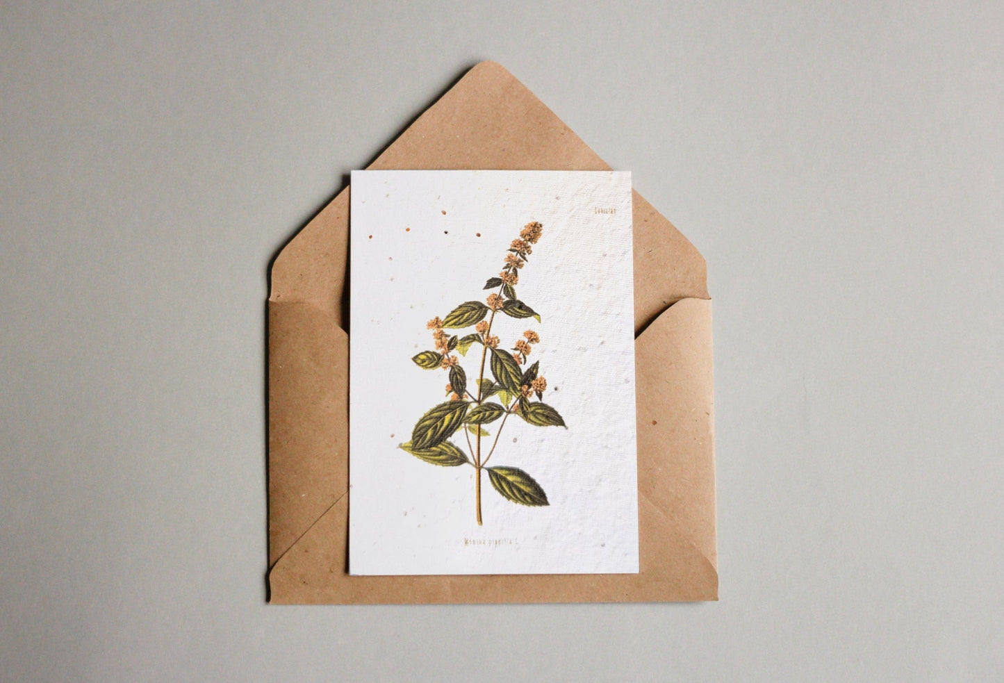 Postkarten aus Samenpapier Enzyklopädie - Seedpaper / Samenpapier - Speedjust Schweiz