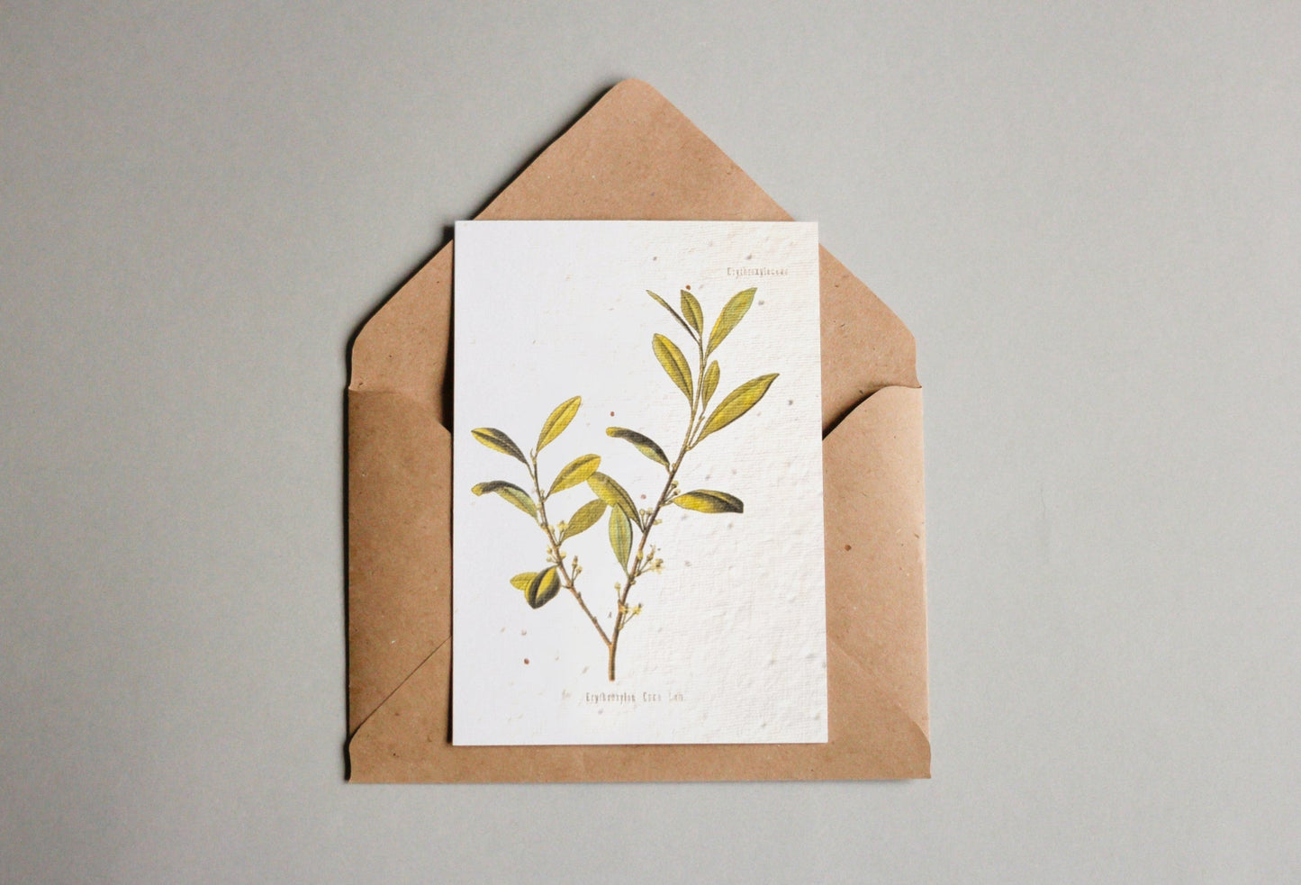 Postkarten aus Samenpapier Enzyklopädie - Seedpaper / Samenpapier - Speedjust Schweiz