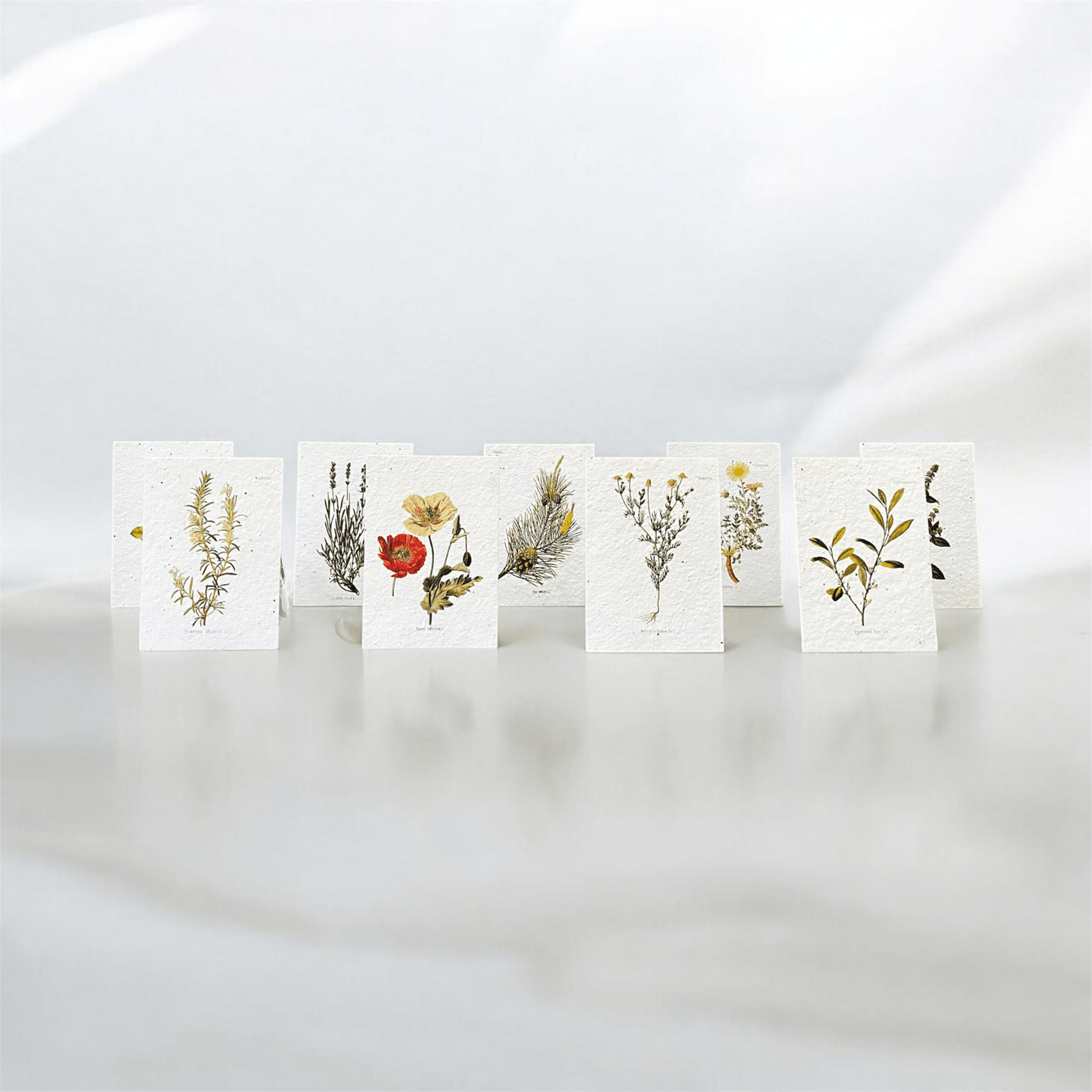 Postkarten aus Samenpapier Enzyklopädie - Set - Seedpaper / Samenpapier - Speedjust Schweiz