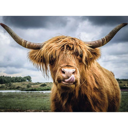 Highland Cattle