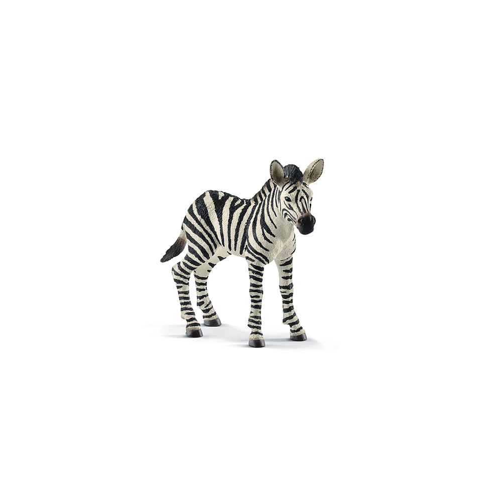 Zebra Fohlen