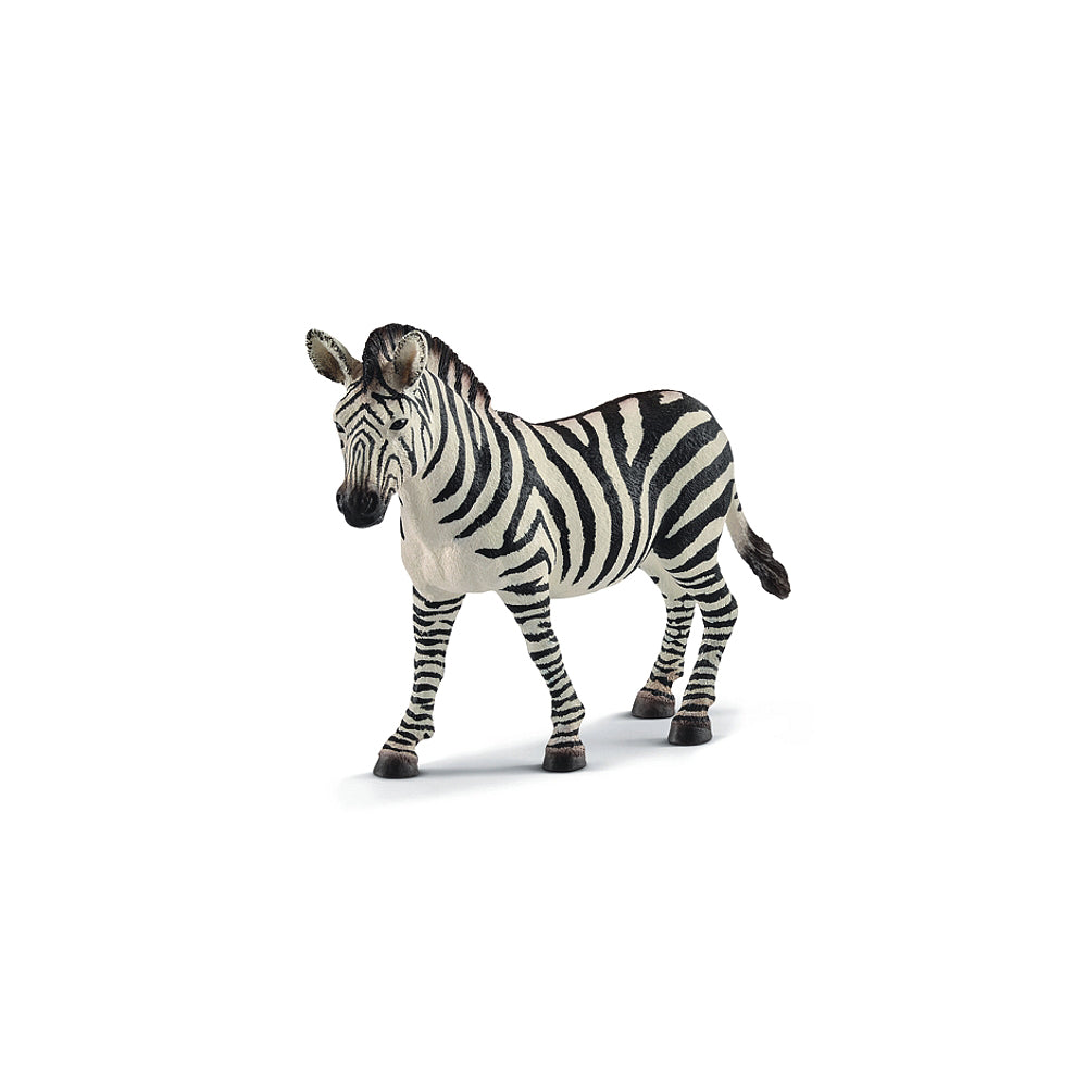 Zebra Stute