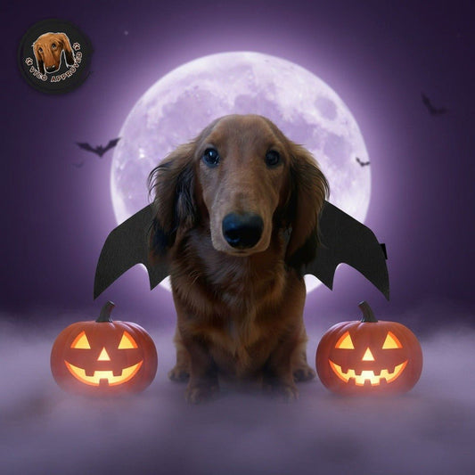 BatWings - Fledermausflügel für Hunde und Katzen