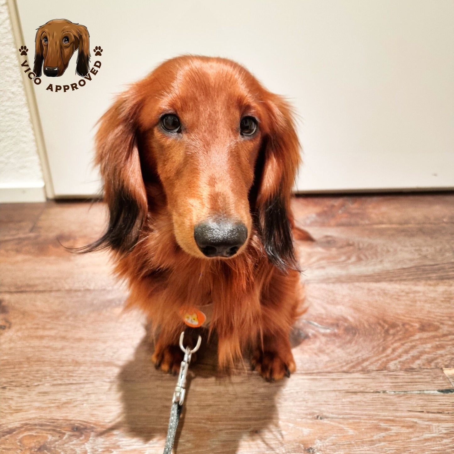 ComfyReflect Hundegeschirr