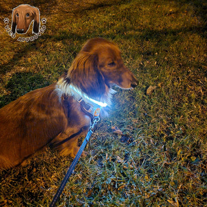 LED LightCollar