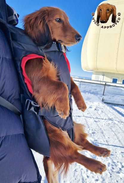 PawPal Voyage Veste