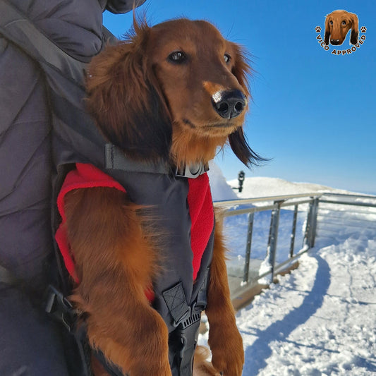 PawPal Voyage Veste
