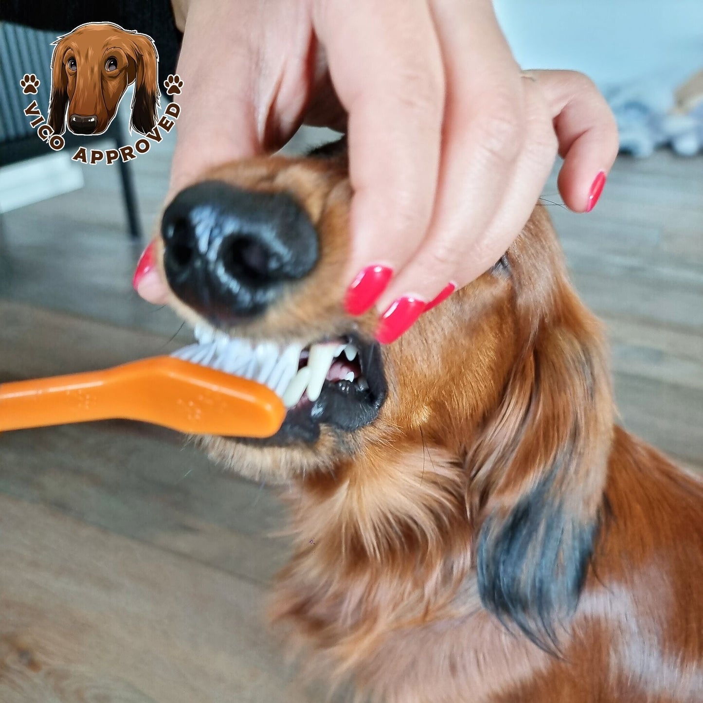 PawPerfect Haustier-Zahnbürste