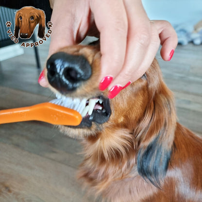 PawPerfect Haustier-Zahnbürste