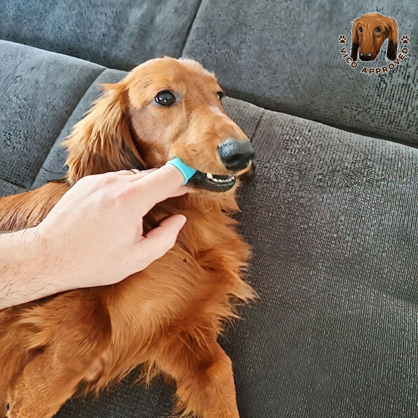 Pet Soft Fingerzahnbürsten