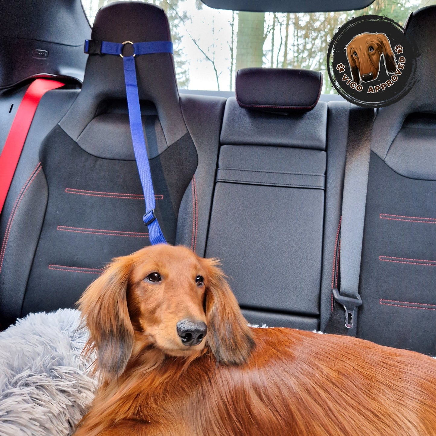 PetSafe Reiseleine